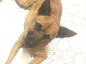 Cachorro raça SRD-ViraLata idade 1 ano nome Chico
