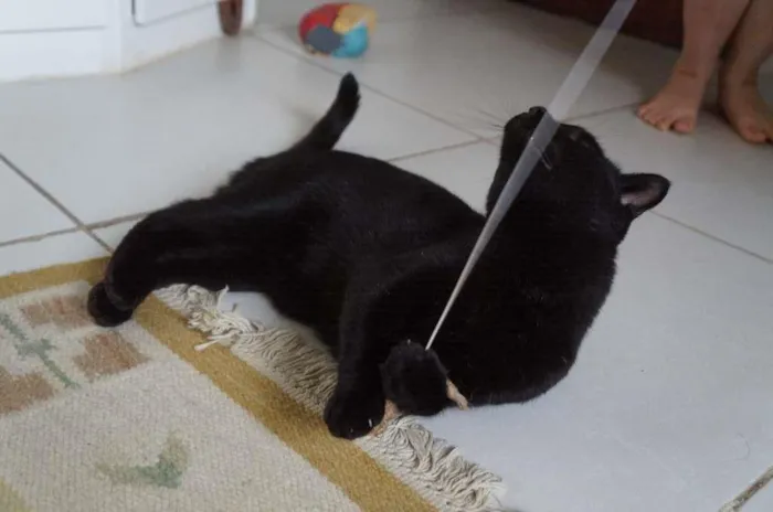 Gato ra a SRD-ViraLata idade 3 anos nome Tim