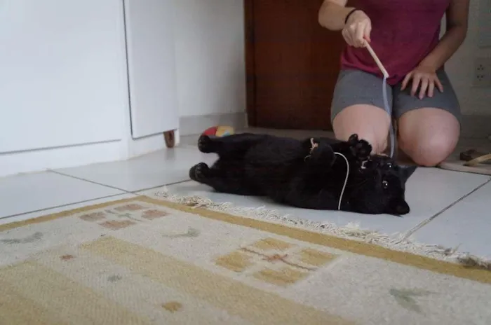 Gato ra a SRD-ViraLata idade 3 anos nome Tim