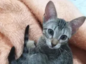 Gato raça SRD-ViraLata idade 2 a 6 meses nome Chloe e Pistache
