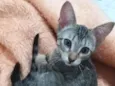 Chloe e Pistache