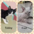 Tobby e Fredy