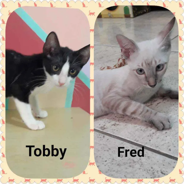 Gato ra a SRD idade 2 a 6 meses nome Tobby e Fredy