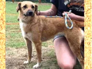 Cachorro raça SRD-ViraLata idade 3 anos nome Floki