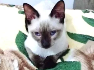 Gato raça SRD-ViraLata idade 2 a 6 meses nome JULLI