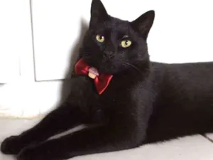 Gato raça SRD-ViraLata idade 3 anos nome Tim