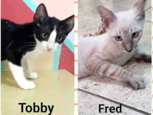 Gato raça SRD idade 2 a 6 meses nome Tobby e Fredy