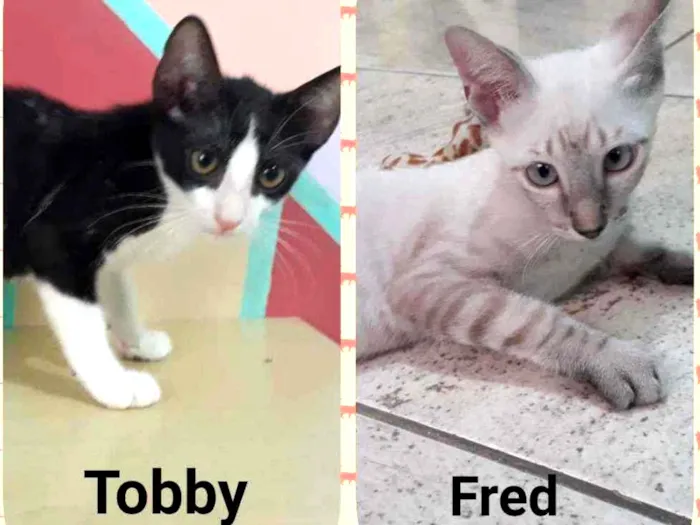 Gato ra a SRD idade 2 a 6 meses nome Tobby e Fredy