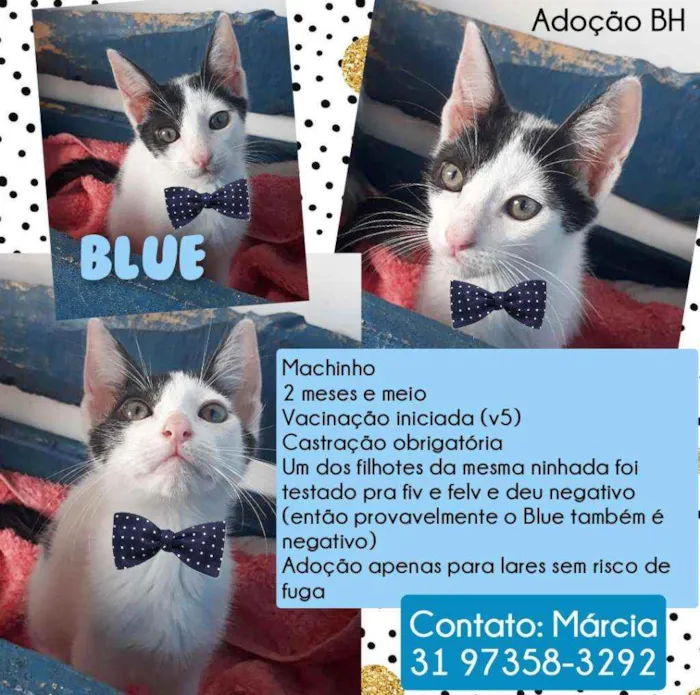 Gato raça Srd idade 2 a 6 meses nome Blue