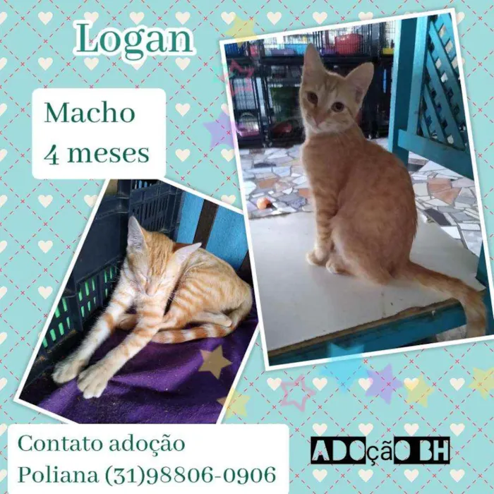 Gato raça SRD idade 2 a 6 meses nome Logan