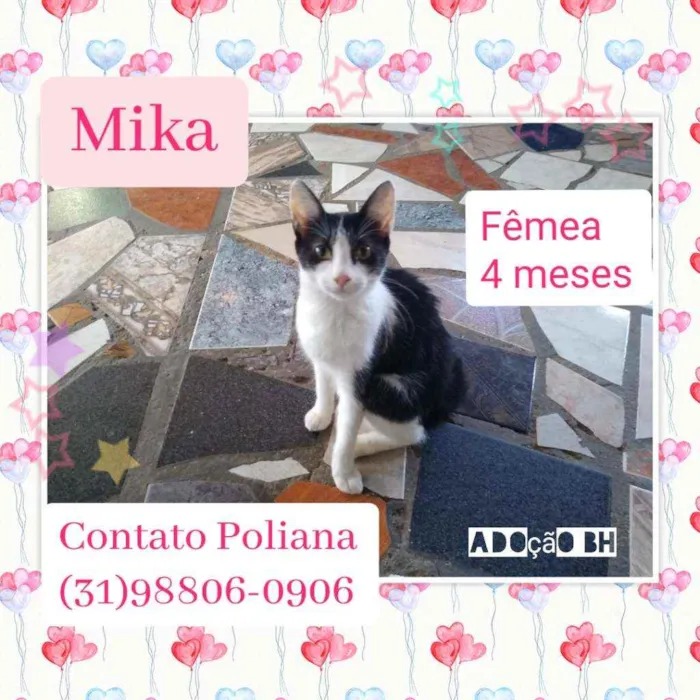 Gato raça Srd idade 2 a 6 meses nome Mika