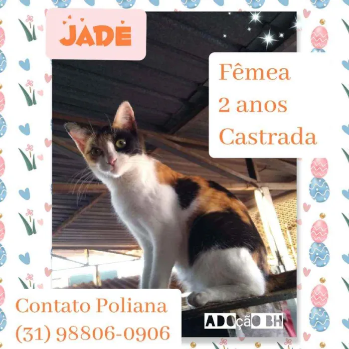 Gato raça Srd idade 2 anos nome Jade