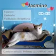 Jasmine