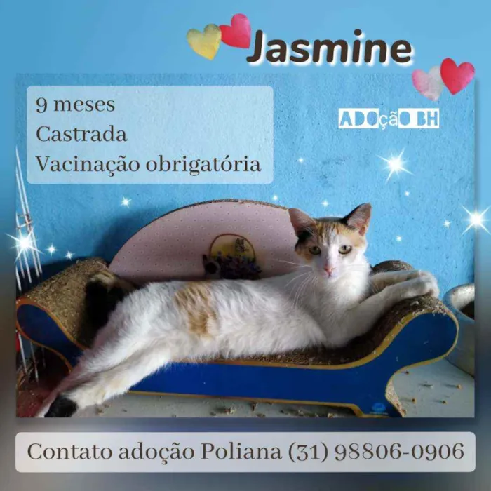 Gato raça Srd idade 7 a 11 meses nome Jasmine