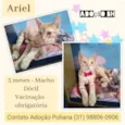 Ariel 