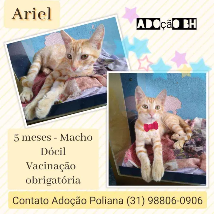 Gato raça Srd idade 2 a 6 meses nome Ariel 