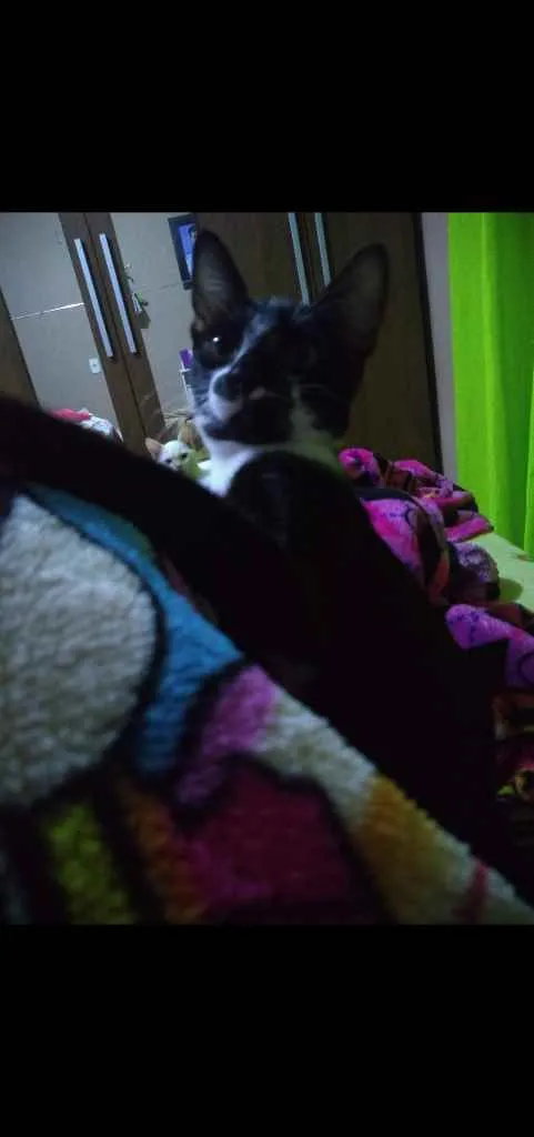 Gato raça Vira lata idade 7 a 11 meses nome Emilio