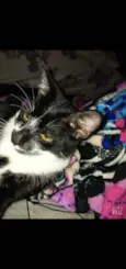Emilio
