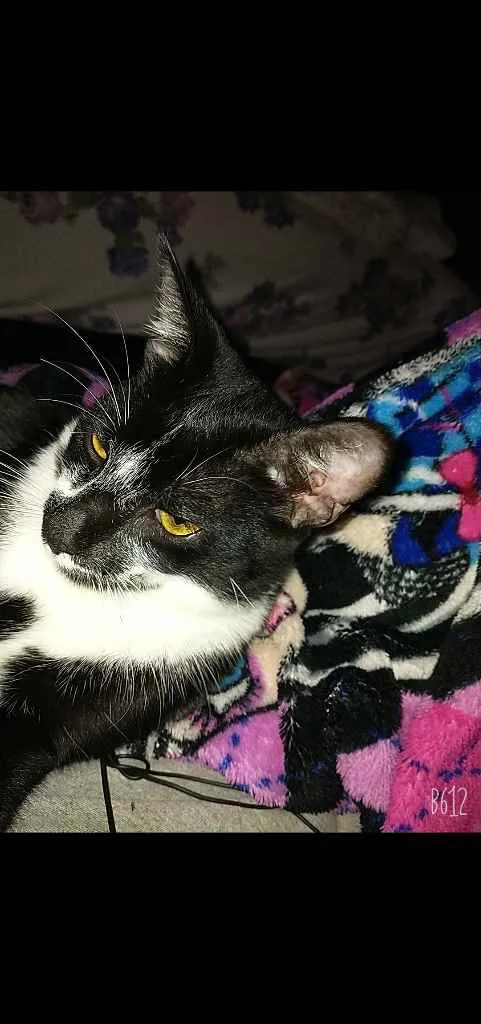 Gato raça Vira lata idade 7 a 11 meses nome Emilio