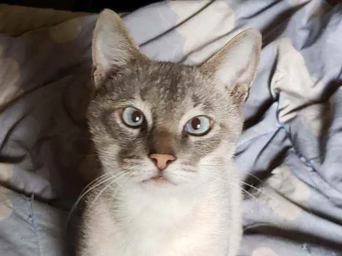 Gato raça Srd idade 1 ano nome Nicolau