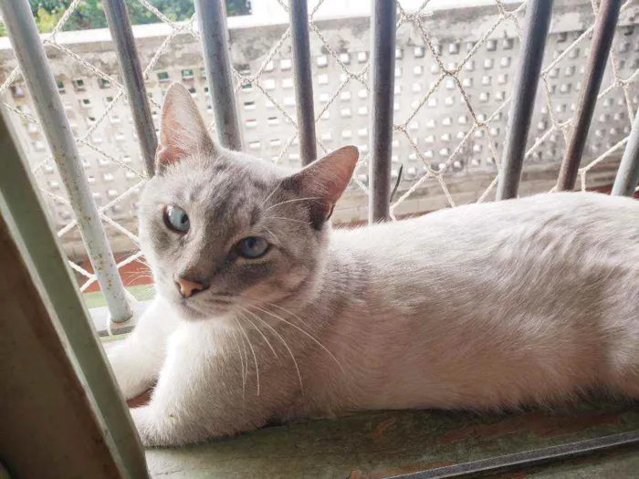 Gato raça Srd idade 1 ano nome Valentin