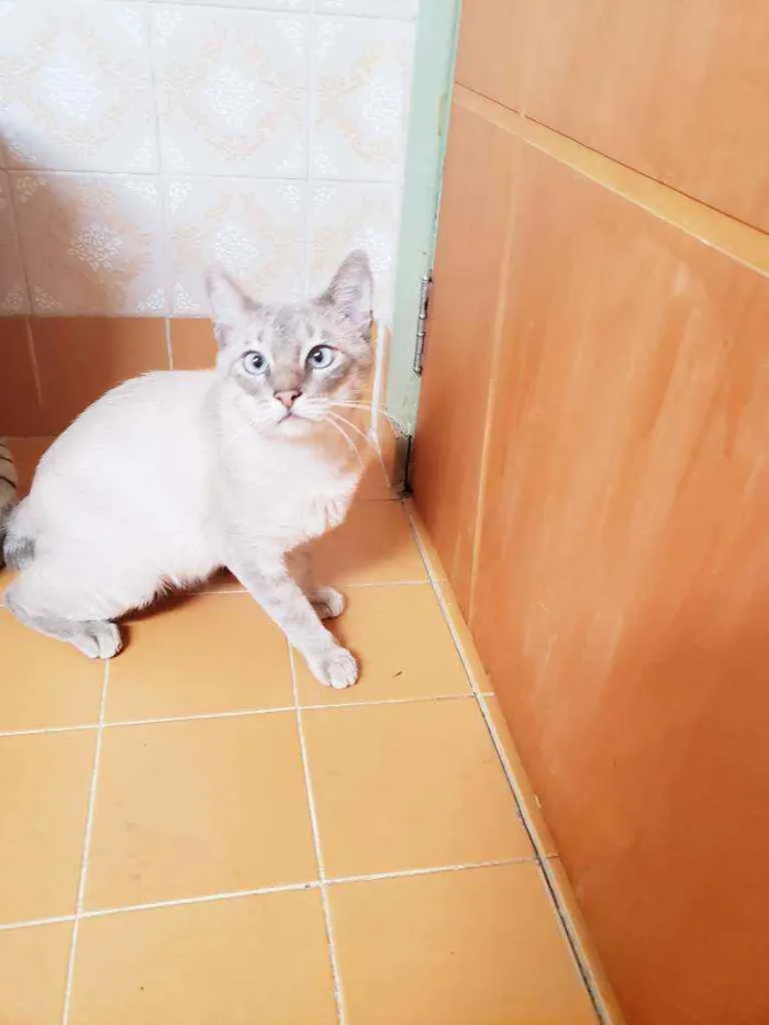 Gato raça Srd idade 1 ano nome Valentin