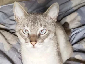 Gato raça Srd idade 1 ano nome Valentin
