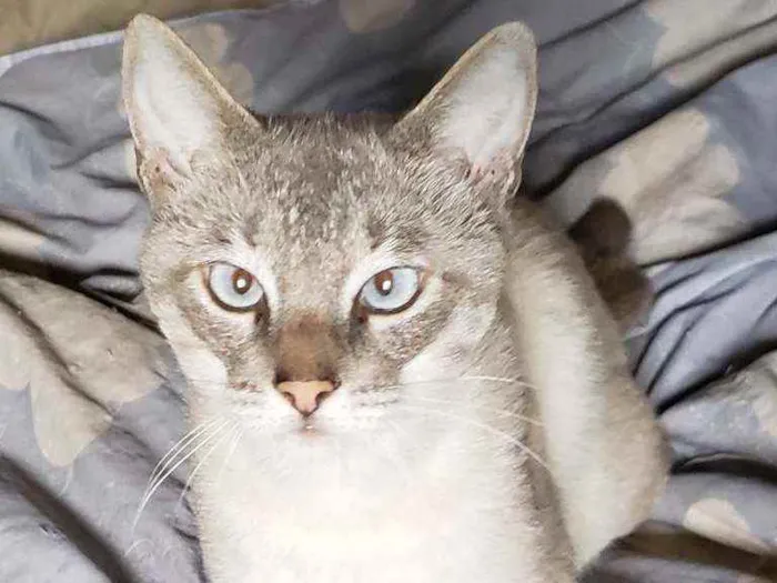 Gato raça Srd idade 1 ano nome Valentin