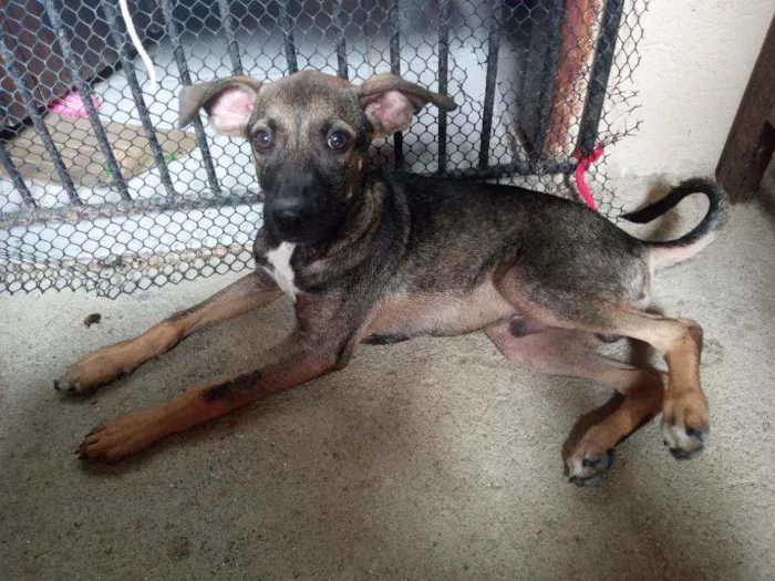 Cachorro ra a Não definida idade 2 a 6 meses nome Não tem nome