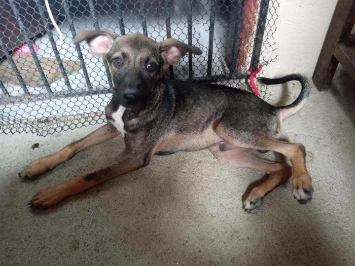 Cachorro ra a Não definida idade 2 a 6 meses nome Não tem nome