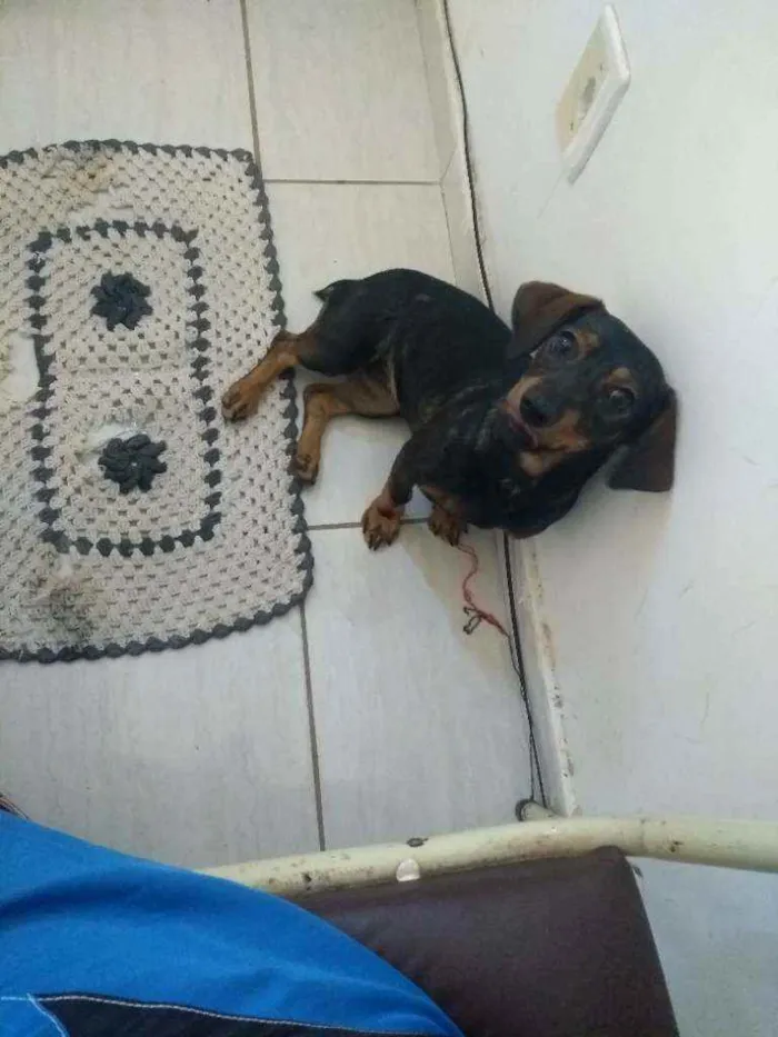 Cachorro ra a Misturado idade 1 ano nome Leona