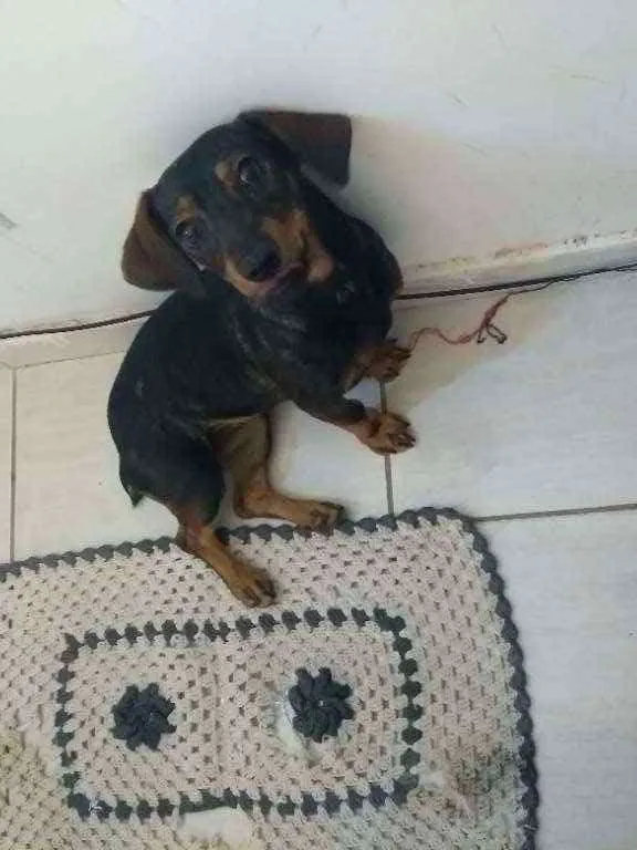 Cachorro ra a Misturado idade 1 ano nome Leona