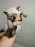 Tiquinha