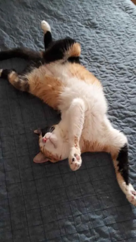 Gato ra a  idade 2 a 6 meses nome Não sei 