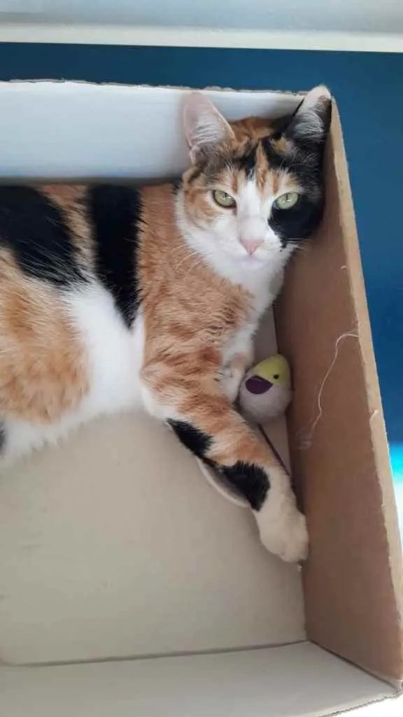 Gato ra a  idade 2 a 6 meses nome Não sei 
