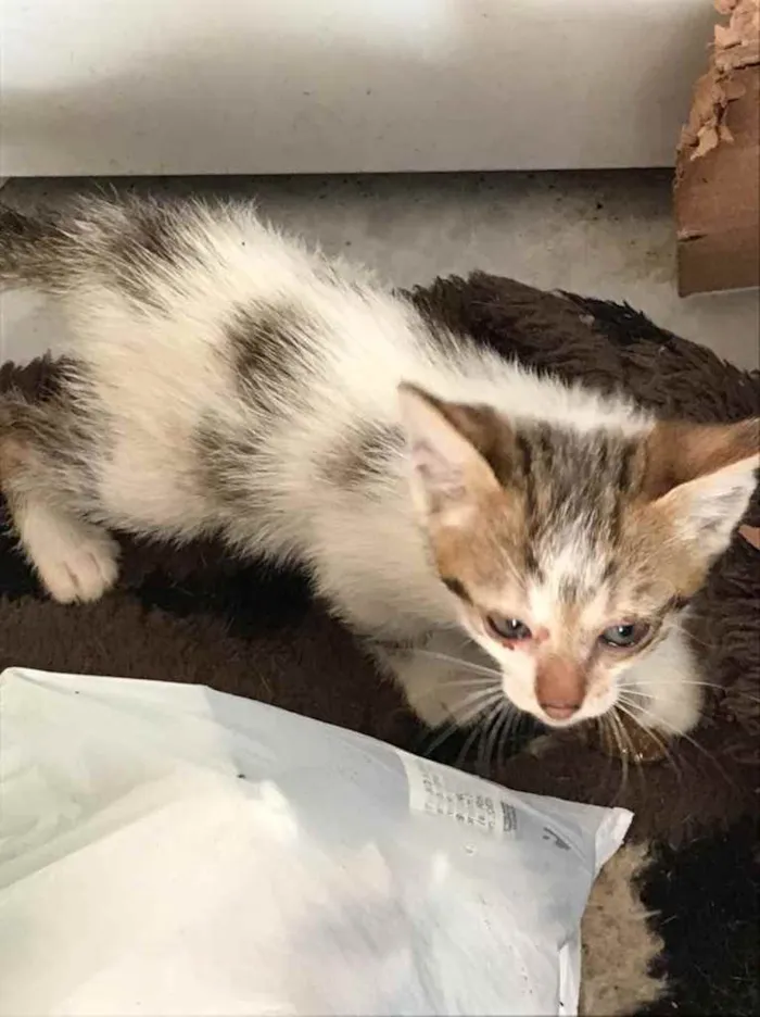 Gato ra a  idade 2 a 6 meses nome Não sei 
