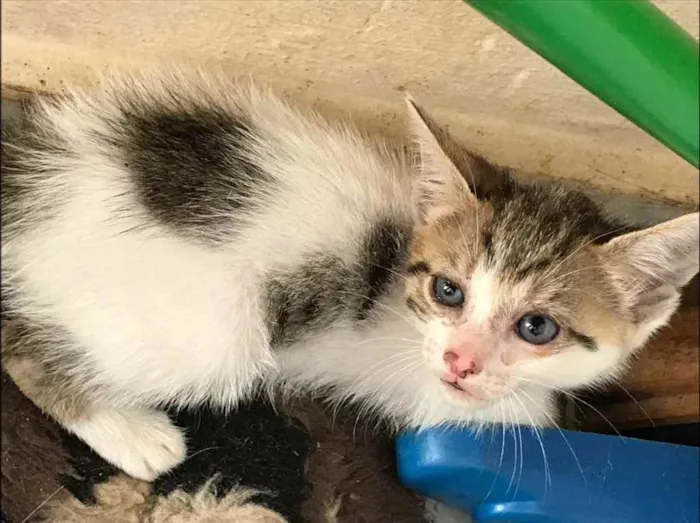 Gato ra a  idade 2 a 6 meses nome Não sei 