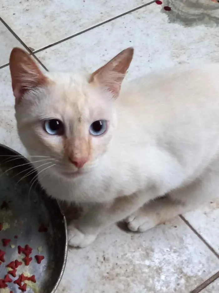 Gato ra a  idade 2 a 6 meses nome Não sei 