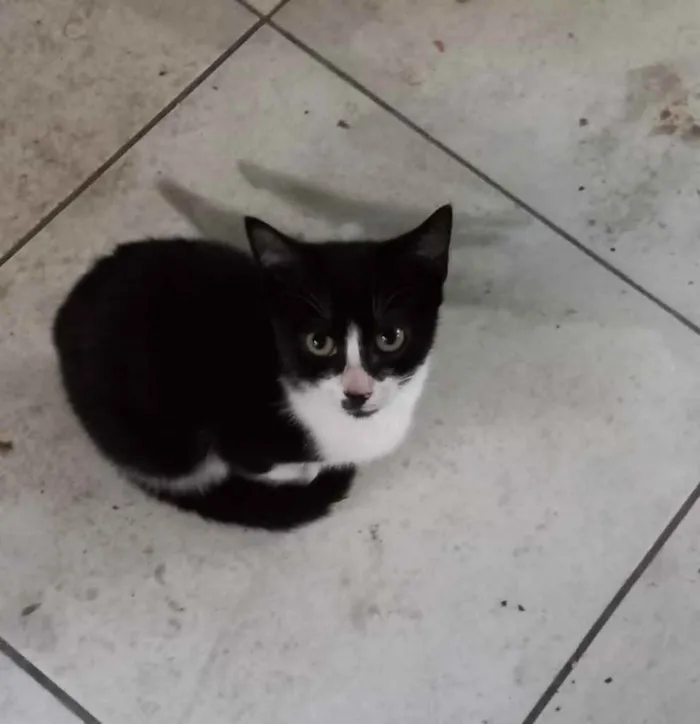 Gato ra a  idade 2 a 6 meses nome Não sei 
