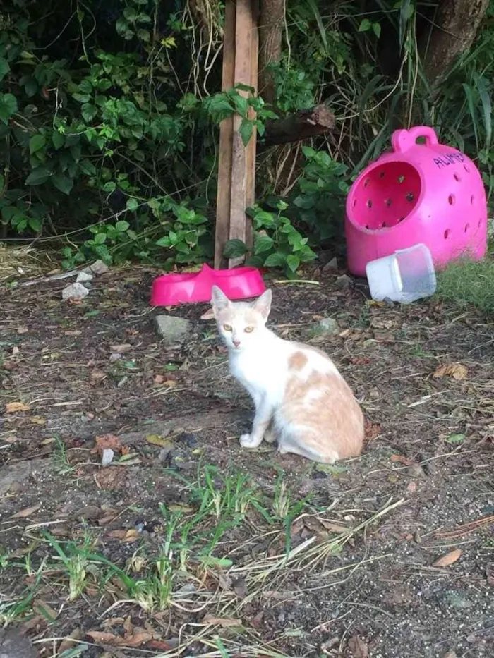 Gato ra a  idade 2 a 6 meses nome Não sei 
