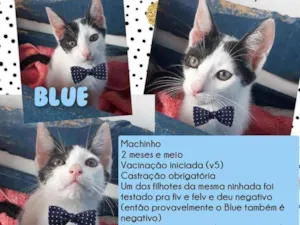 Gato raça Srd idade 2 a 6 meses nome Blue