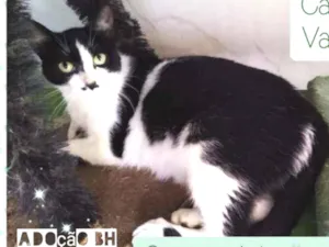 Gato raça Srd idade 2 anos nome Luna