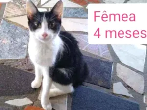 Gato raça Srd idade 2 a 6 meses nome Mika