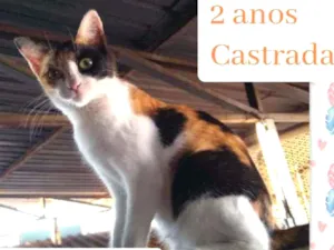 Gato raça Srd idade 2 anos nome Jade