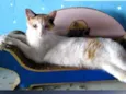 Jasmine