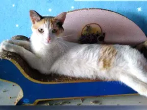 Gato raça Srd idade 7 a 11 meses nome Jasmine