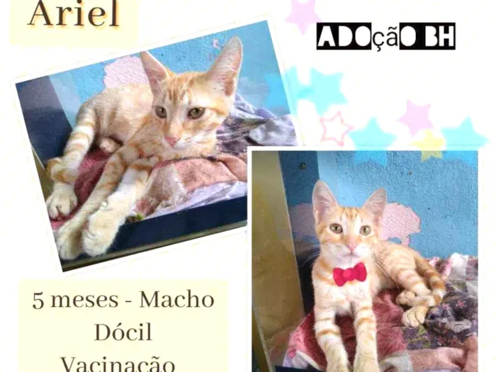 Gato raça Srd idade 2 a 6 meses nome Ariel 