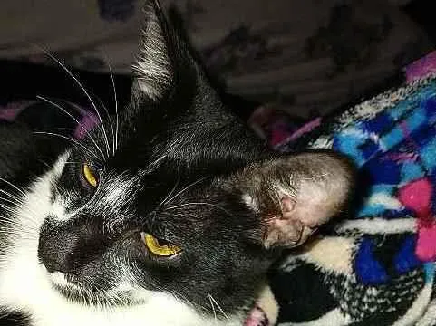 Gato raça Vira lata idade 7 a 11 meses nome Emilio