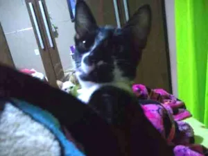 Gato raça Vira lata idade 7 a 11 meses nome Emilio