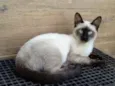 Gatinho
